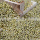 GREEN MILLET IN HUSK FOR BIRD FEEDS thumbnail-4