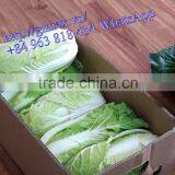 FRESH CHINA CABBAGES thumbnail-3