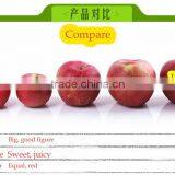 China Supplier of Fresh Hanfu Apple Fresh Apple Fruit From Liaoning Province thumbnail-6