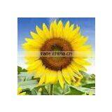 Surajmukhi Oil thumbnail-1