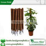 Coconut Plant Sticks - Stakes thumbnail-1