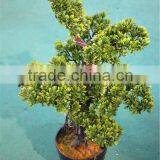 Home Garden Decoration 50cm to 160 cm Hight Small Indoor Canadian Artificial Green Pot Plastic Similar Pine Trees ELSPZ02 0903 thumbnail-2