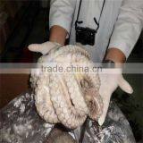 new season frozen baby octopus china