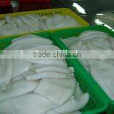 EU Standard Pacific Squid Tube thumbnail-1