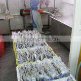 Good Quality Short Necked Clams thumbnail-3