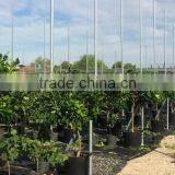 Lemon Tree - Citrus Limon thumbnail-4