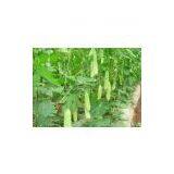 Bitter Melon Extract thumbnail-2