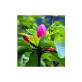 Best Quality Magnolol98% thumbnail-1