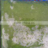 Cassava Leaves Grinding / Frozen Cassava Leaf From Vietnam