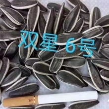 SX No.6 Hybrid Sunflower Seeds for Planting Broomrape Resistant thumbnail-2