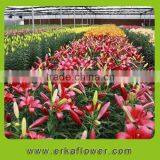 Alibaba china fresh flower importers calla lily flower