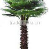 Outdoor 5m Palm Tree