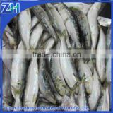 frozen wholesale sardine fish for bait