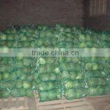 VIETNAM FRESH CABBAGE thumbnail-2