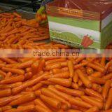 Baby Carrot Fresh From Chinese Carrot Exporter thumbnail-4
