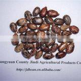 HPS Castor Beans