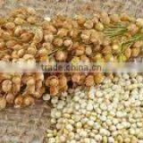 INDIAN QUINOA thumbnail-2