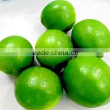 Fresh seedless lime 2016
