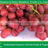 Export Delicious Sweet Fresh Red Globe Grape Red Globe Grape From China thumbnail-4
