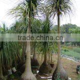 Beaucarnea Recurvata Lem Nolina Recurvata of Outdoor Landscape Ornamental Decorative Trees Plants thumbnail-4