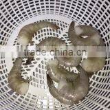 Frozen Vannamei Shrimp Price thumbnail-3