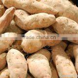 High Speed Stainless Steel GL-380 Vegetable Washer and Peeler Machine thumbnail-5