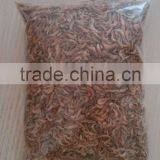 Freezed Dried Shrimp Fish Food thumbnail-1