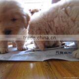 Multifunctional Pet Food Making Machine thumbnail-3