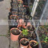 2014 Hot Sale High Quality Pruning Shear Garden Grafting Tools thumbnail-3