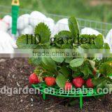 Strawberry Supports - Fruit Clean and Blemish-free thumbnail-2