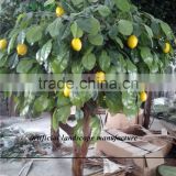 SJZJN 034 High Imitation Aritificial Lemon Tree Made in China Fashion Artificial Tree