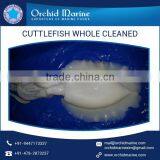 Top Selling Best Brand Cuttlefish Whole Cleaned thumbnail-3
