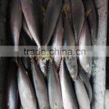 Frozen Fresh Pacific Mackerel Seafood Whole thumbnail-2