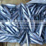 Frozen Horse Mackerel Sea Fish thumbnail-1