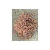 Indonesia Gracilaria Seaweed thumbnail-1