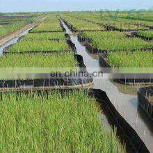 Monosultap + Bt striped rice borer  killing with products safely