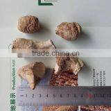 Dried Mushroom Leg , Mushroom Stem thumbnail-3