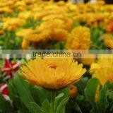 Best level gerbera price in China send your friends