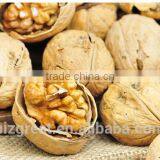 New Crop Bulk Walnut in Thin Shell for Sales thumbnail-2
