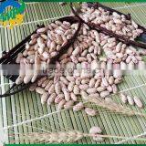 Chinese Light Speckled Kidney Beans for Europ thumbnail-2