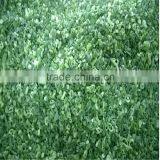 Frozen Spring Onions(shallot) High Quality thumbnail-1