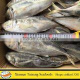 Good Quality New Landing Frozen Horse Mackerel Low Price With All Size thumbnail-4