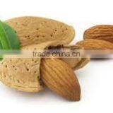 Talya Bitter Almond Oil thumbnail-1