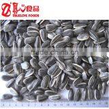 Stripe Sunflower Seeds thumbnail-1