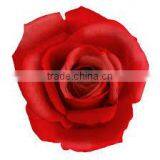 Pure & Natural Rose Oil / INDIA'S NO. 1 EXPORTER'S / MANUFACTURER / SUPPLIERS thumbnail-2