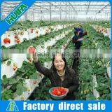 High-yield Greenhouse Hidroponica for Strawberry thumbnail-3