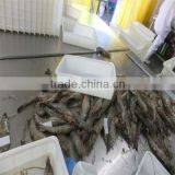 Deep Sea Frozen Seafood and Live Shrimp Singapore thumbnail-1