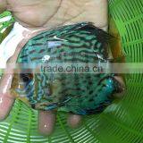 Discus Fish Farm and Export Company thumbnail-5