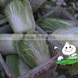 Fresh Vegetables, Garlic,ginger,potato,carrot,Cabbage thumbnail-1