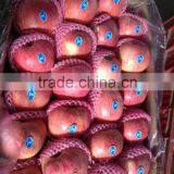 Shanxi Qinguan Apples New Season High Quality Red Qinguan Apples thumbnail-6